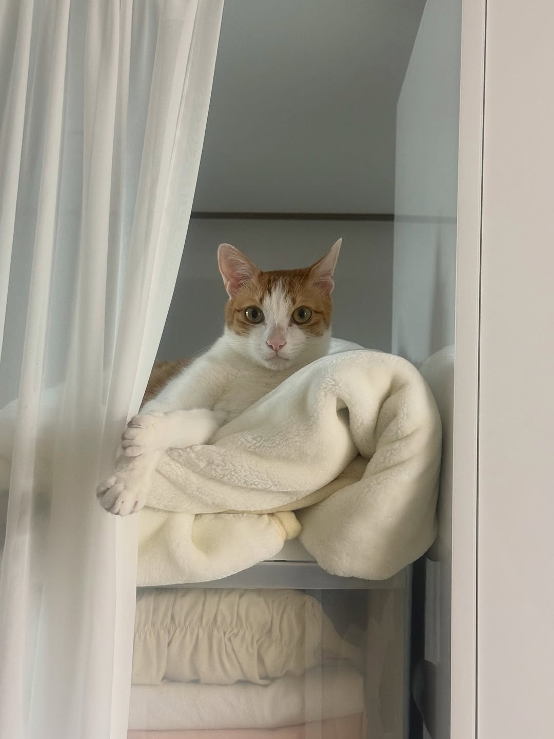 Photo by 엄된장 on April 08, 2026. May be an image of kitten, tortoiseshell cat, Abyssinian cat, towel rack and text.