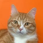 cat.chodang 프로필 사진