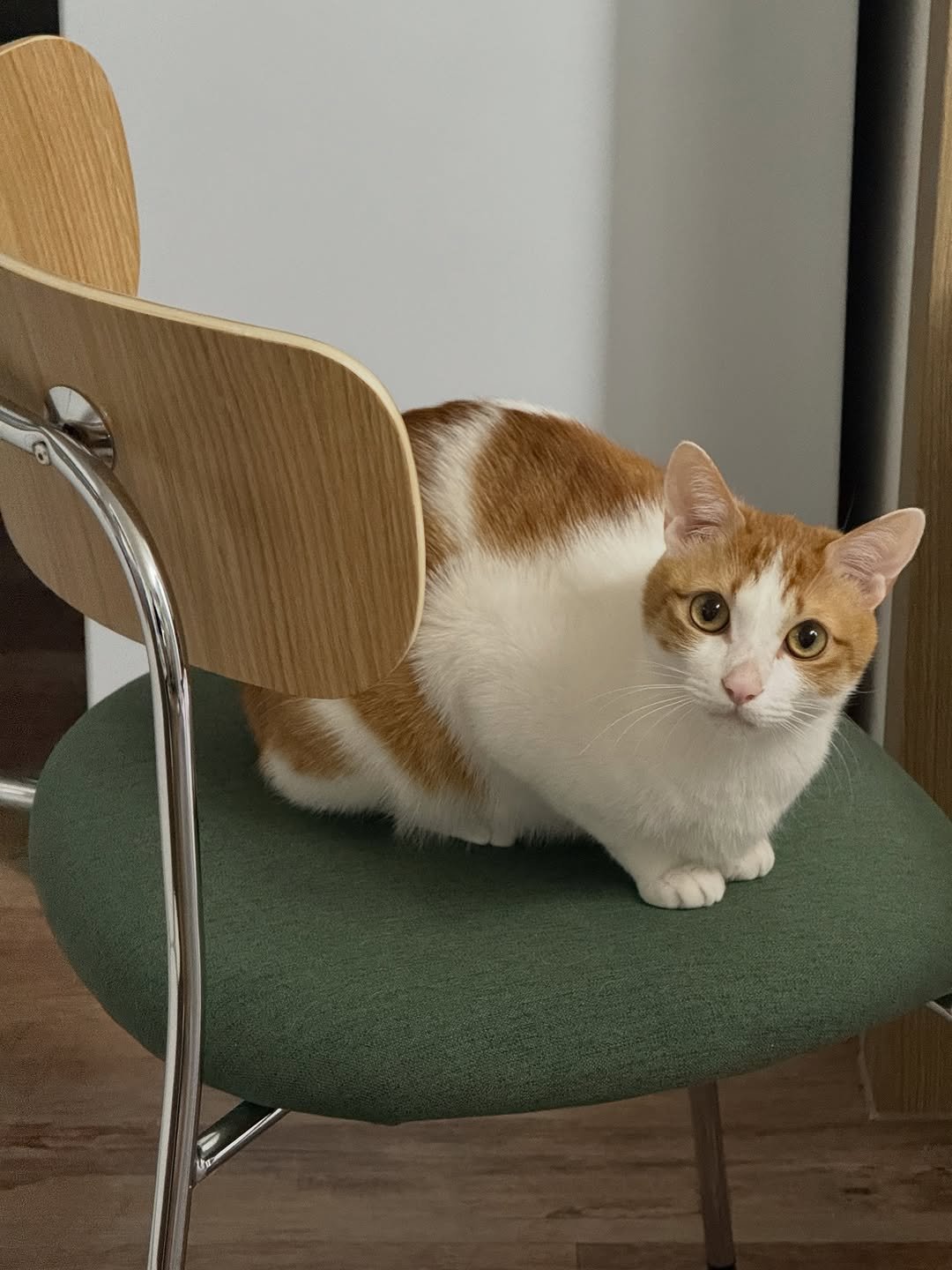 Photo by 엄된장 on February 02, 2026. May be an image of kitten, Abyssinian cat, chair, chaise lounge and text.