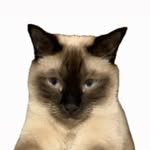 miooowww 프로필 사진