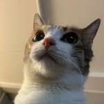 c.oc.ocat 프로필 사진