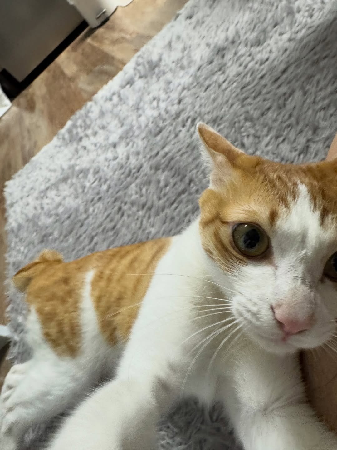 Photo by 엄된장 in 서울 - Seoul. May be an image of Abyssinian cat, kitten and text.