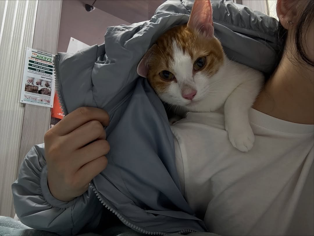 Photo by 엄된장 on November 05, 2025. May be an image of Abyssinian cat, kitten, tortoiseshell cat and text.