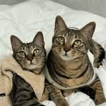 bless_mycat 프로필 사진