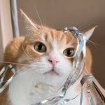 apricot_0618 프로필 사진