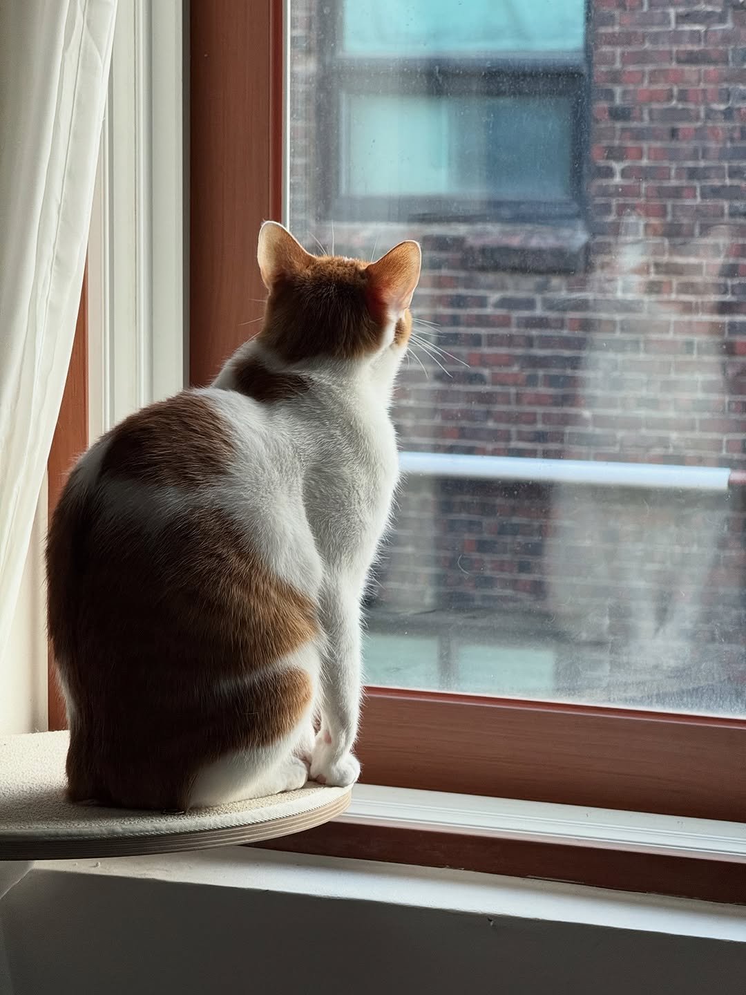 Photo by 엄된장 on November 03, 2025. May be an image of Abyssinian cat, kitten, window and text.