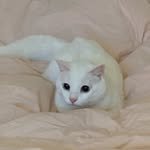 57.meow 프로필 사진