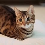 dami_cat 프로필 사진