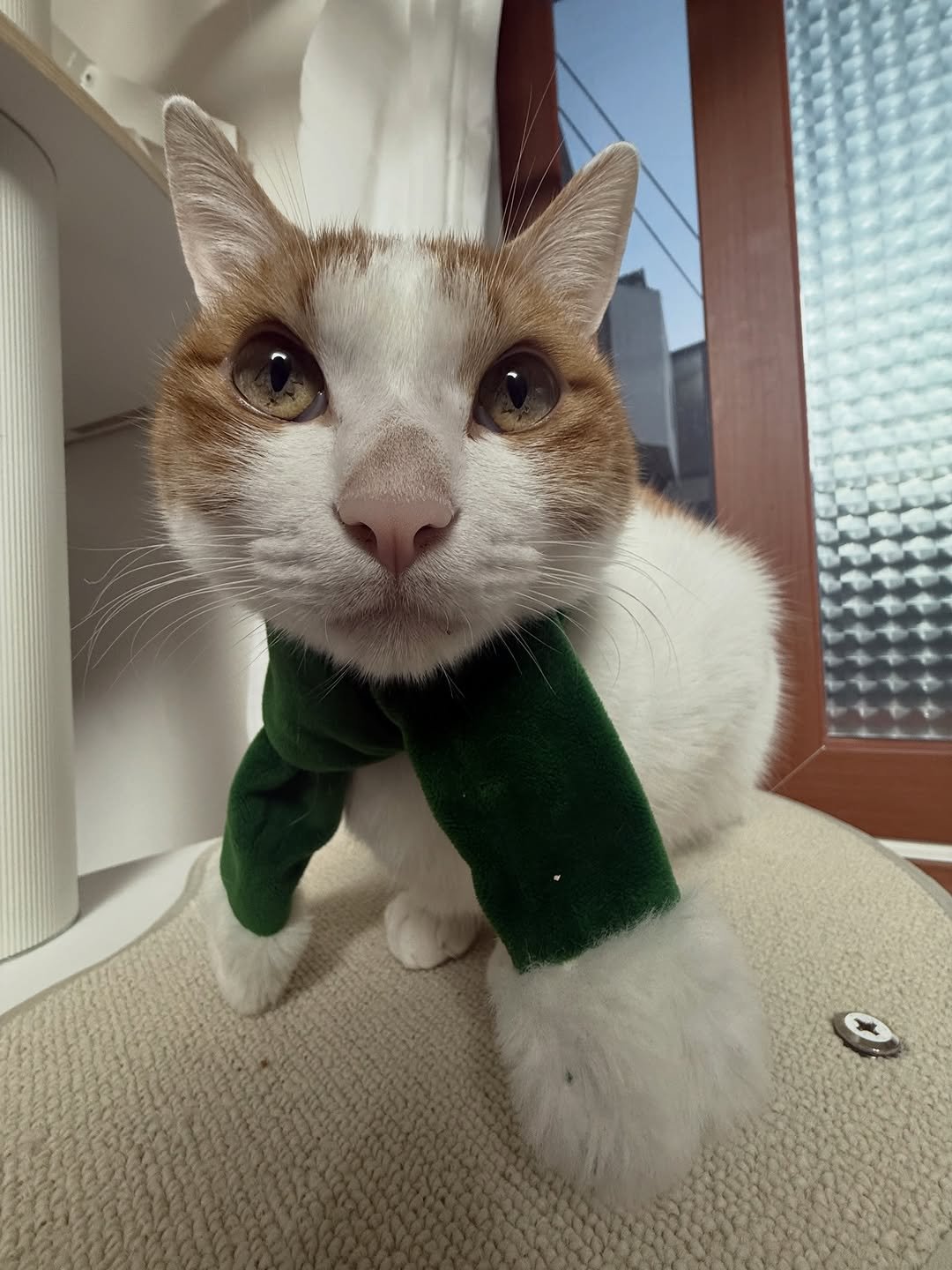 Photo by 엄된장 on December 11, 2025. May be an image of Abyssinian cat, kitten, bandanna, bowtie and text.