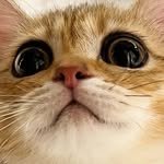 my_kitty_peanut 프로필 사진