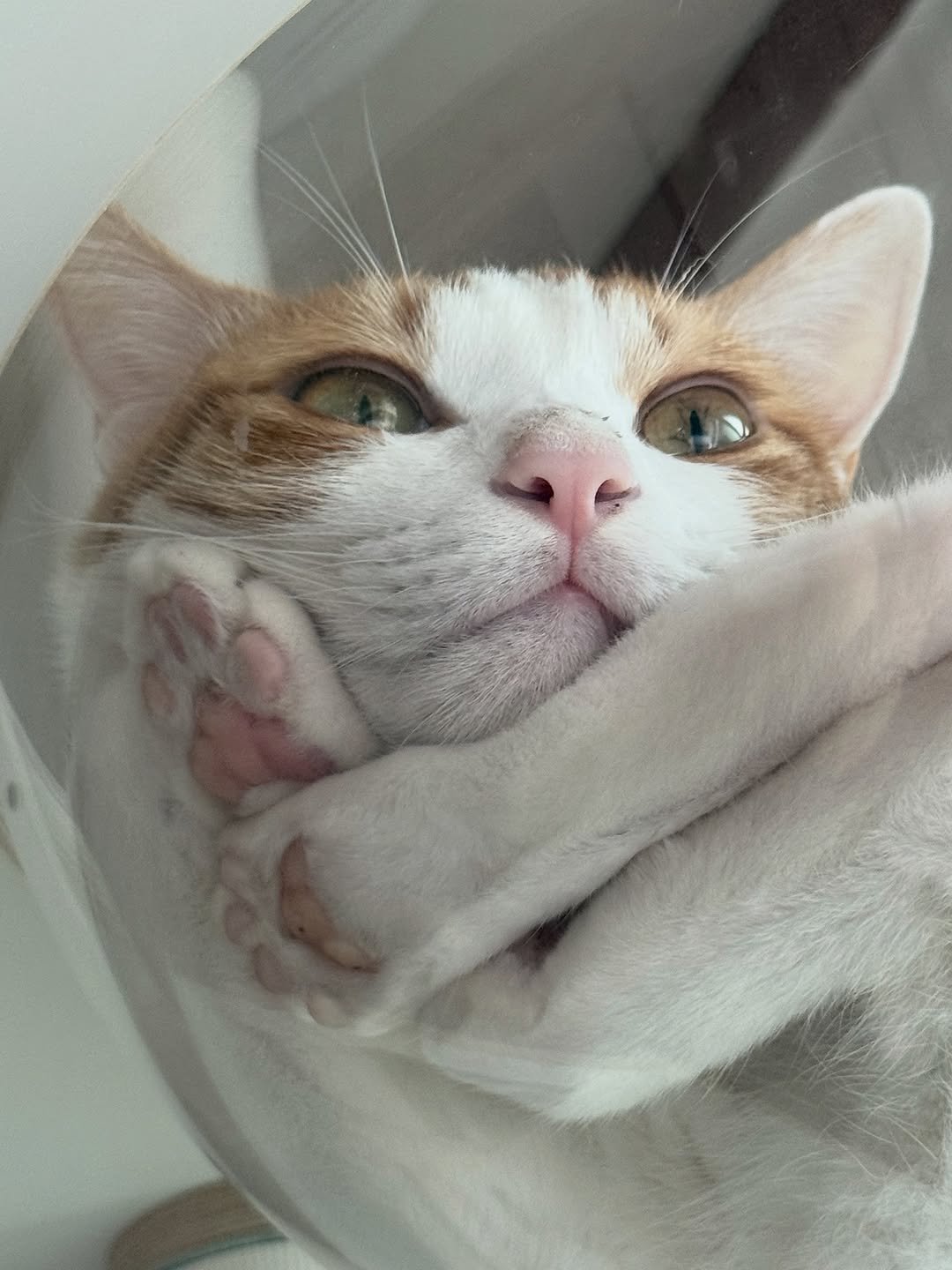 Photo by 엄된장 on September 19, 2025. May be an image of Abyssinian cat, kitten and text.