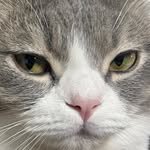 corn.zip 프로필 사진