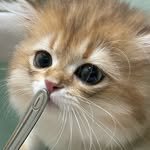 jetty_kitty_ 프로필 사진