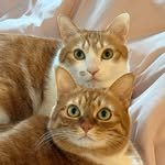 dodambi_05 프로필 사진