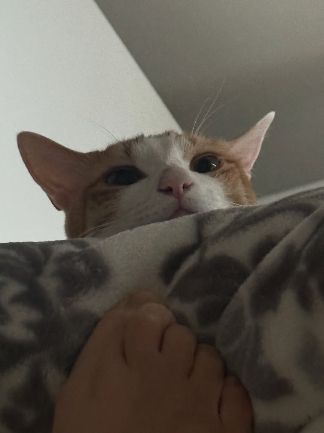 Photo by 엄된장 on March 30, 2026. May be an image of Abyssinian cat, kitten and text.