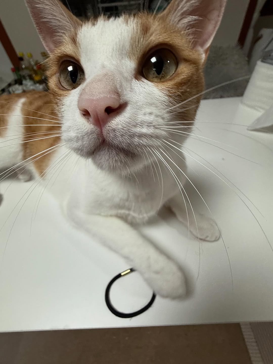Photo by 엄된장 on August 06, 2025. May be an image of kitten, Abyssinian cat and text.