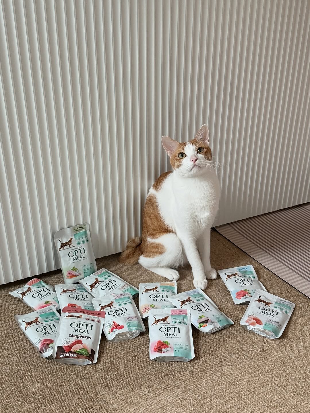 Photo shared by 엄된장 on September 28, 2025 tagging @careside_official. May be an image of kitten, Abyssinian cat, petfood and text.