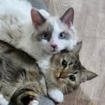 cat_ddangkkong 프로필 사진