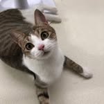 cat_babyc 프로필 사진