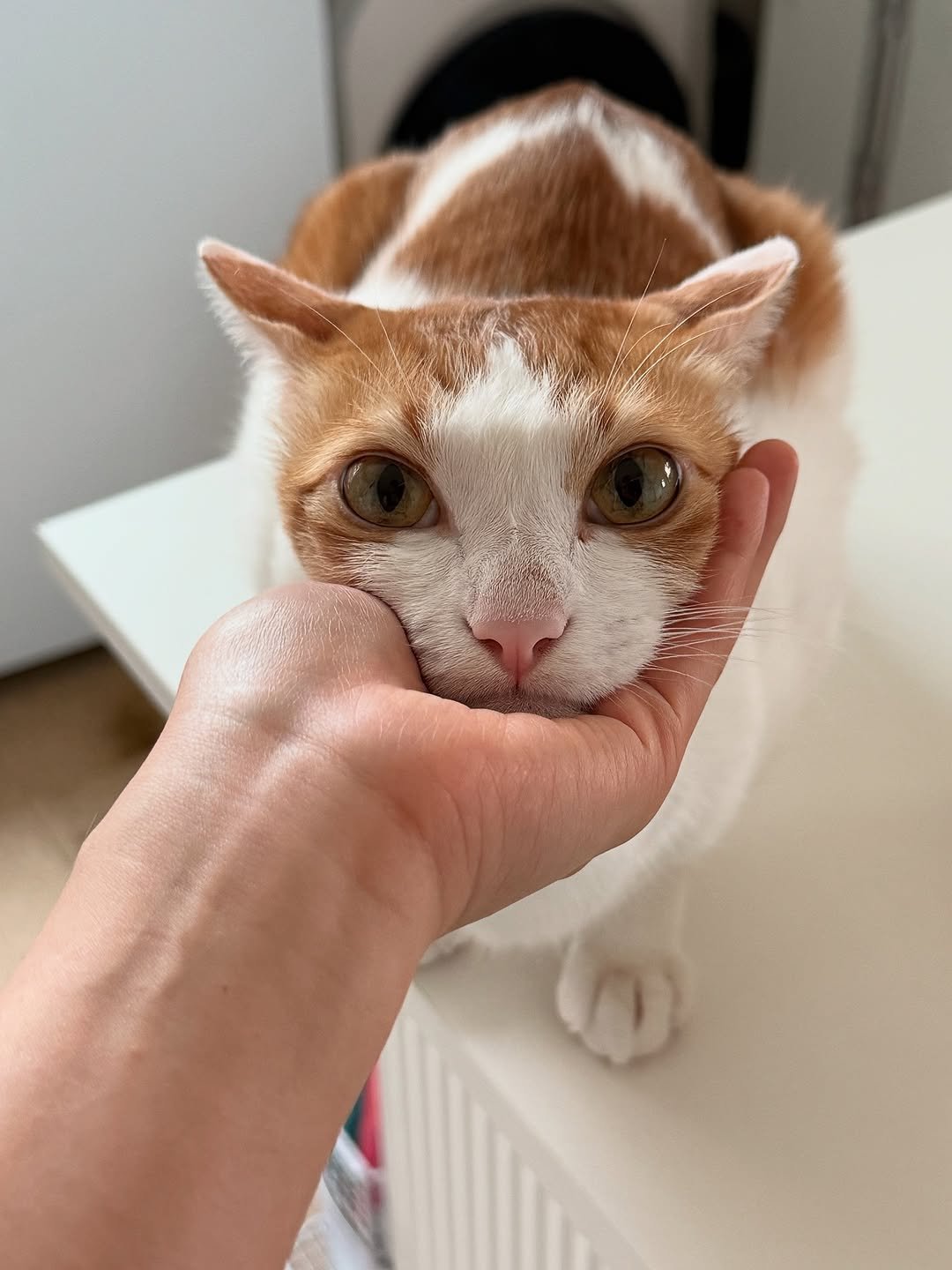 Photo by 엄된장 in 고양이. May be an image of Abyssinian cat, kitten and text.