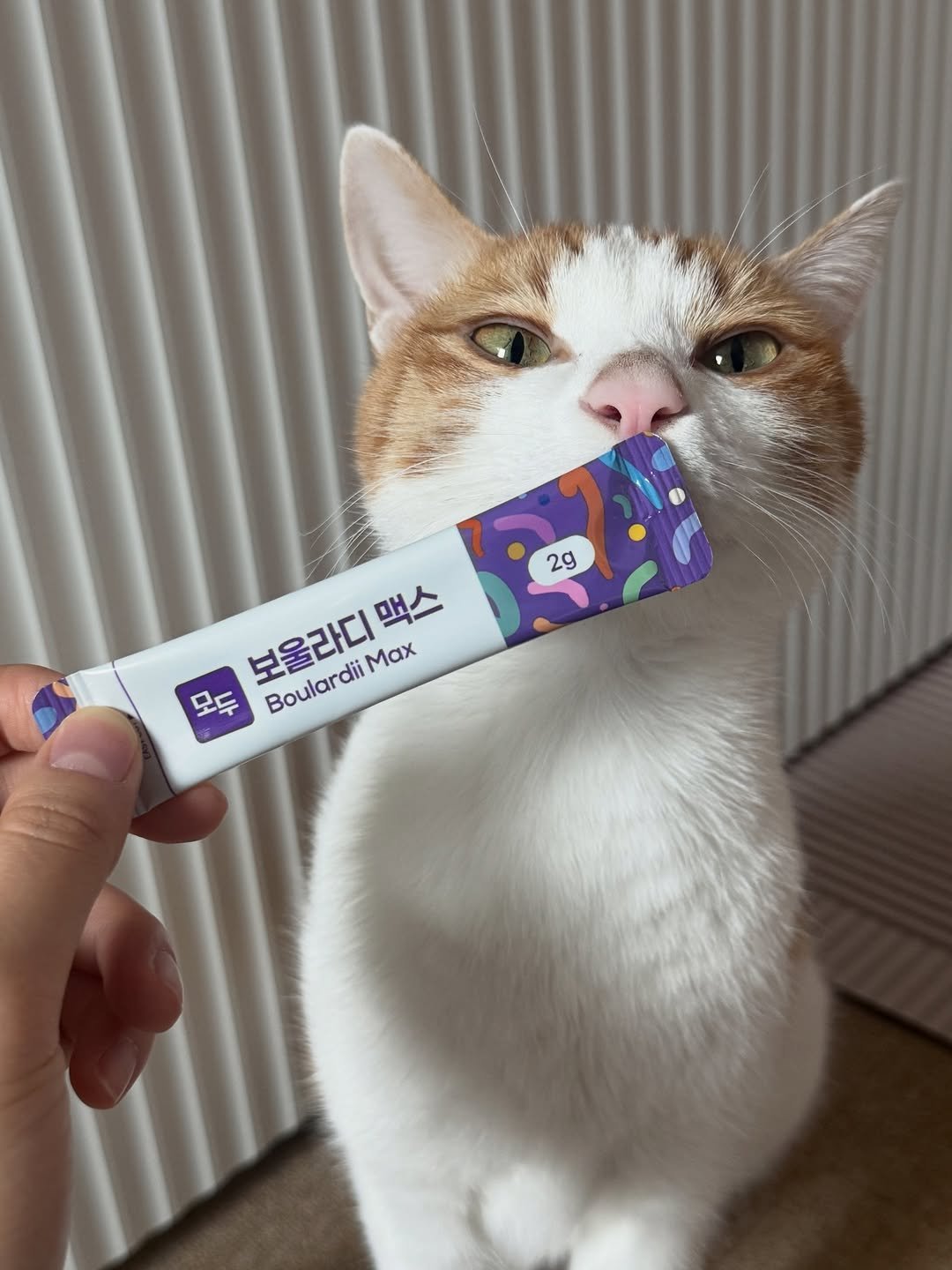 Photo shared by 엄된장 on December 07, 2025 tagging @cruisepet.official. May be an image of kitten, toothbrush, dental floss, bandage and text that says '2g 맥스 보울라디 보울라디맥 BoulardiiMax Max 모드 Boulardil'.