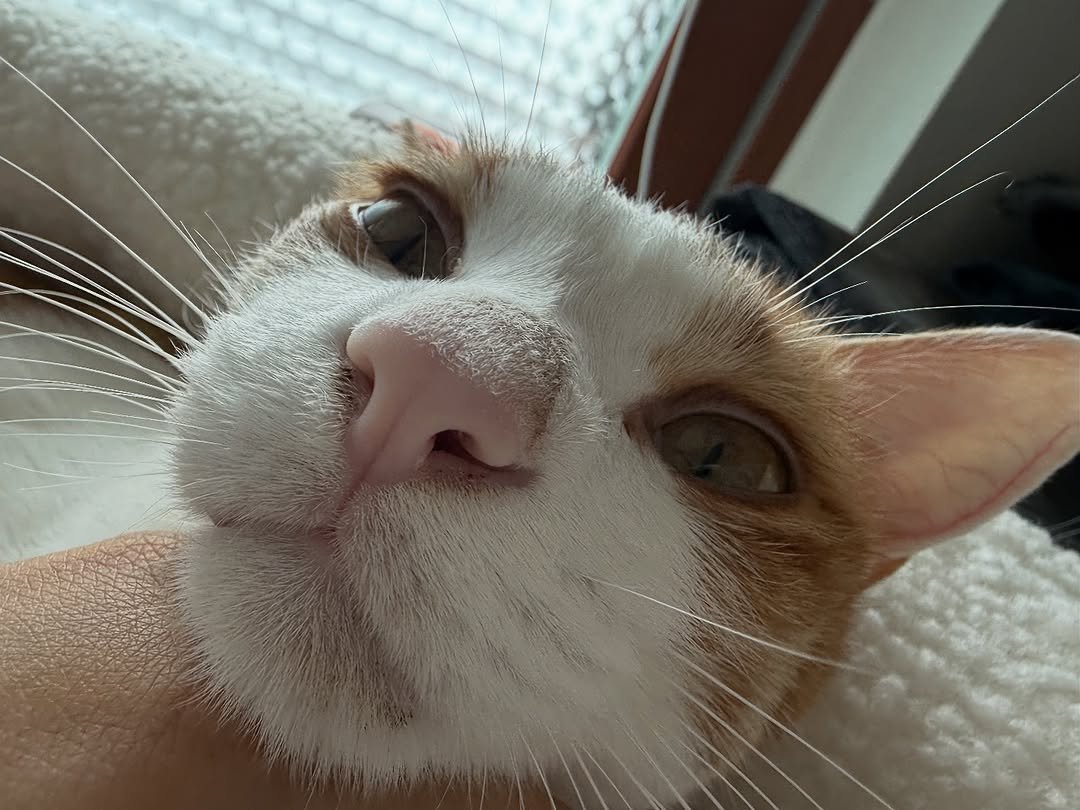 Photo by 엄된장 on November 01, 2025. May be a closeup of tortoiseshell cat, Abyssinian cat, kitten and text.