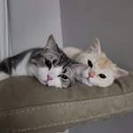 chi.ch_2 프로필 사진