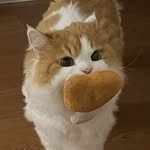 cute.haru 프로필 사진