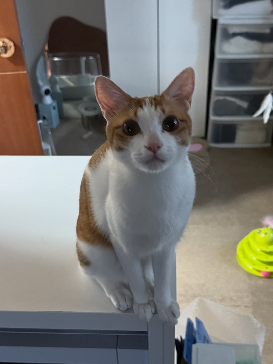 Photo by 엄된장 on September 26, 2025. May be an image of kitten, Abyssinian cat and text.