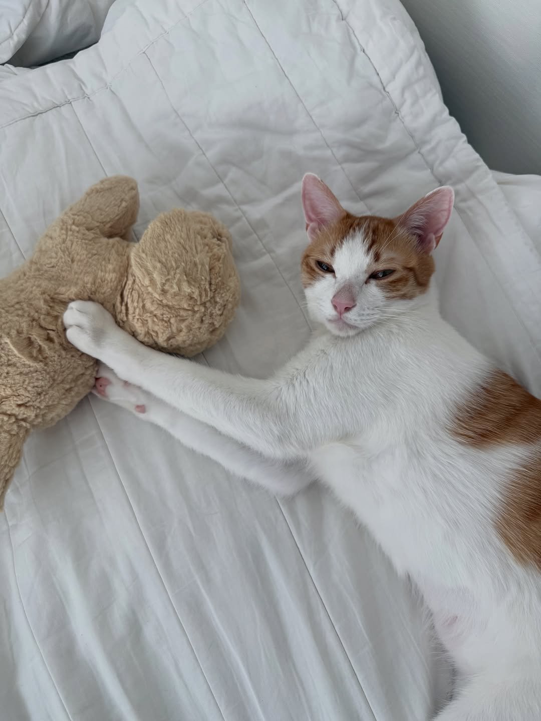 Photo by 엄된장 on February 16, 2026. May be an image of sleeping, Abyssinian cat, kitten and text.