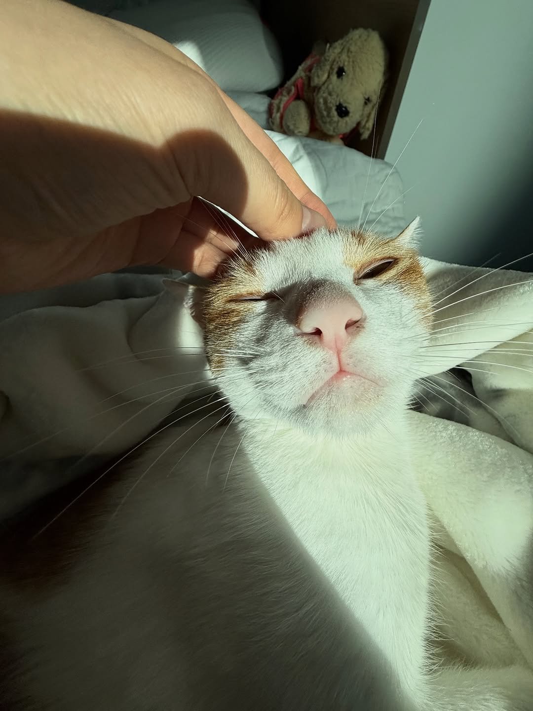 Photo by 엄된장 on January 27, 2026. May be an image of ragdoll cat, Abyssinian cat, tortoiseshell cat, kitten and text.