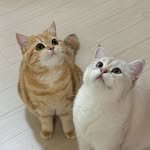 daram.ddoong 프로필 사진