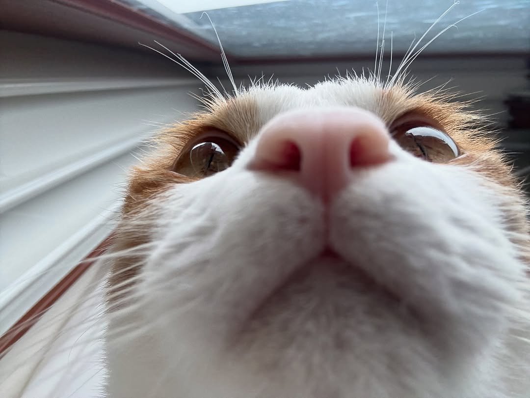 Photo by 엄된장 on September 24, 2025. May be a closeup of kitten and text.