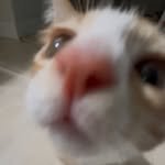 myao_ari 프로필 사진