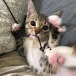ballball_neko 프로필 사진