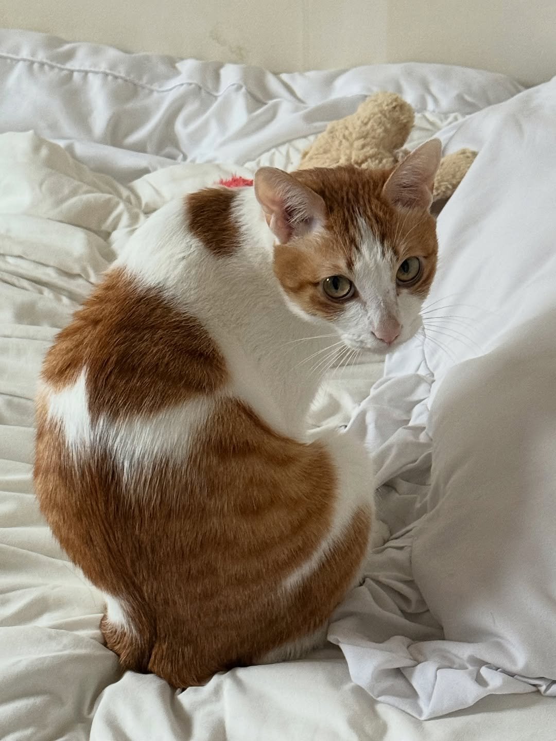 Photo by 엄된장 on December 10, 2025. May be an image of kitten, Abyssinian cat, tortoiseshell cat and text.