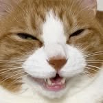 100kaaare 프로필 사진