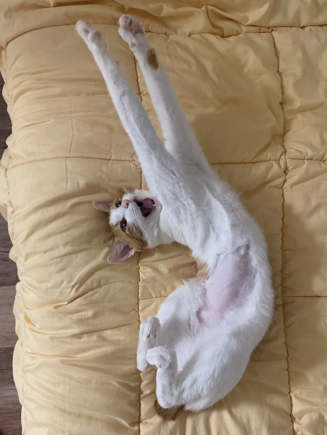 Photo by 엄된장 on December 14, 2025. May be an image of Abyssinian cat, kitten and text.