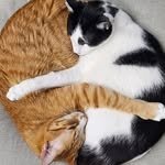 chu_suk1005_ 프로필 사진