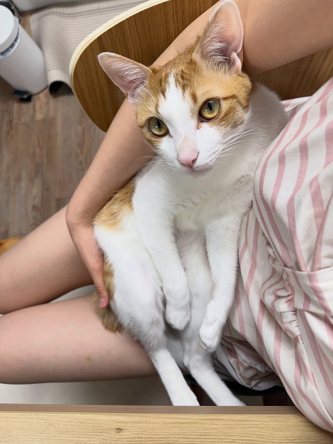 Photo by 엄된장 on April 22, 2026. May be an image of kitten, Abyssinian cat, tortoiseshell cat and text.