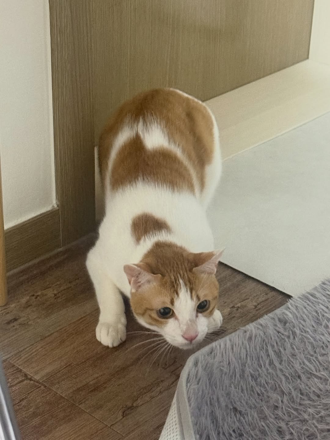 Photo by 엄된장 on March 25, 2026. May be an image of kitten and text.