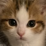 _imchangsik 프로필 사진