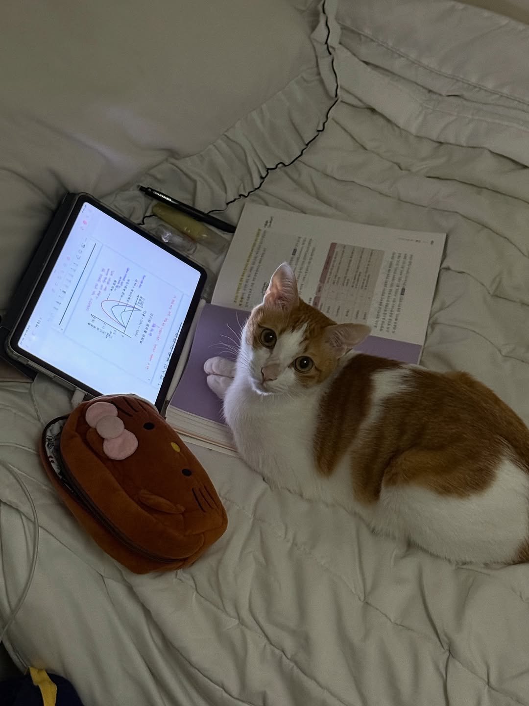 Photo by 엄된장 on November 10, 2025. May be an image of studying, kitten and text.