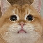 sobbang_cat 프로필 사진