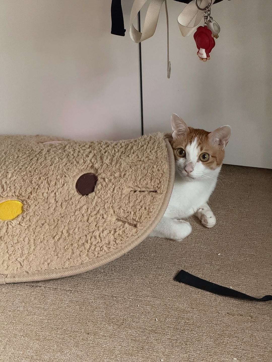 Photo by 엄된장 on November 13, 2025. May be an image of tortoiseshell cat, kitten, Abyssinian cat and text.