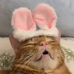 c.c.c__cat 프로필 사진