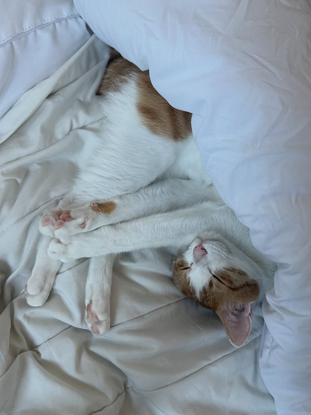 Photo by 엄된장 on November 09, 2025. May be an image of sleeping, Abyssinian cat, kitten and text.