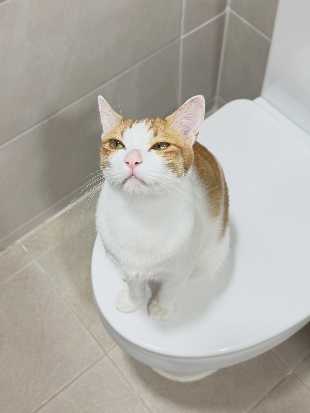 eomdoenjang 게시물 이미지: 누나 댕장이랑 화장실 바꾸댜 😽