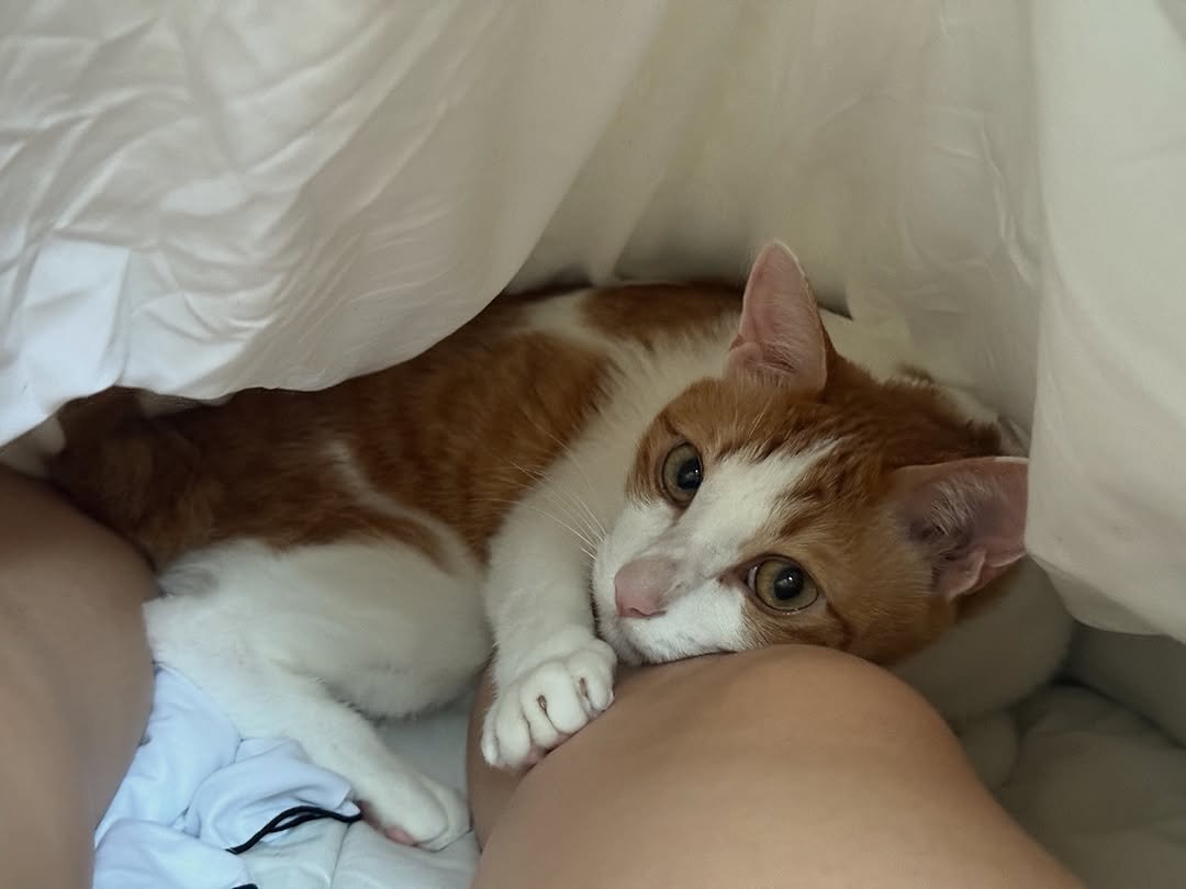 Photo by 엄된장 on November 16, 2025. May be an image of Abyssinian cat, kitten, blanket and text.