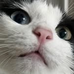 cat.lucky.zip 프로필 사진